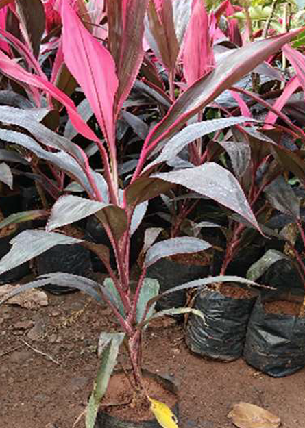 Indoor Plant