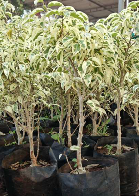 FRP Planter