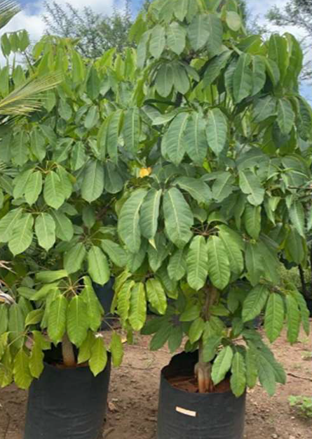Indoor Plant