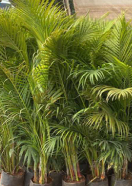 Indoor Plant
