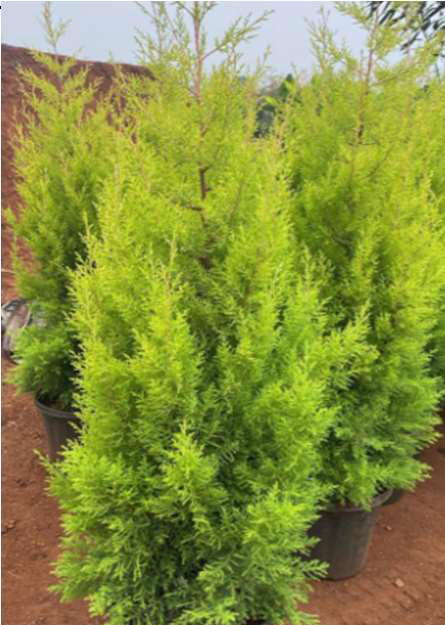 Indoor Plant