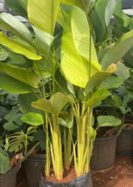Indoor Plant