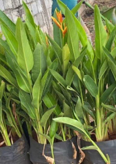 Indoor Plant