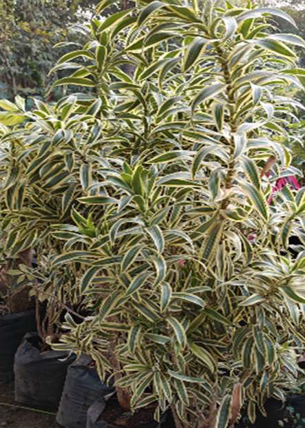 Indoor Plant