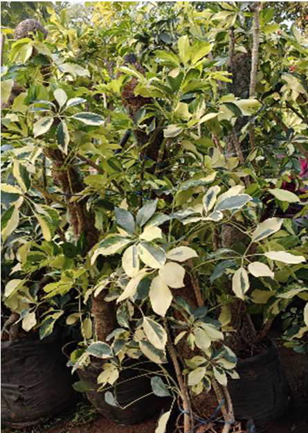 Indoor Plant