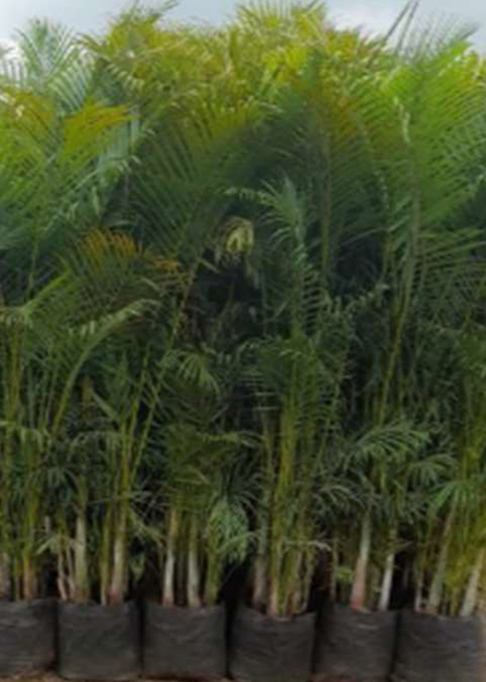 Indoor Plant