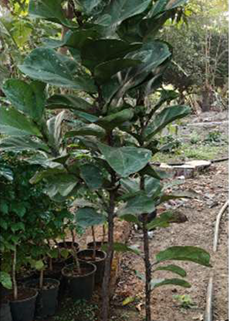 Indoor Plant