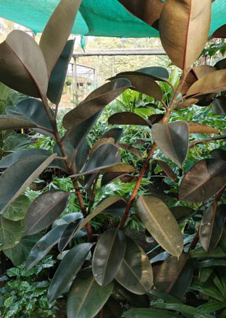 Indoor Plant