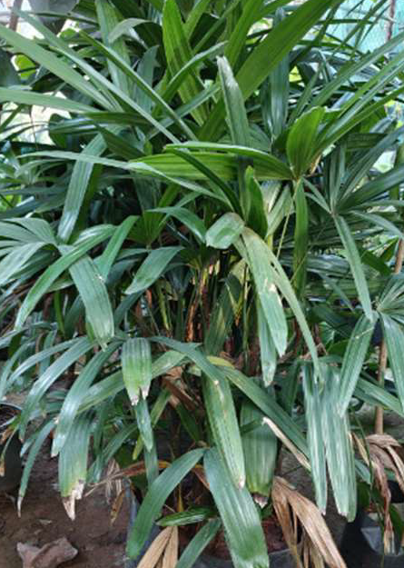 Indoor Plant
