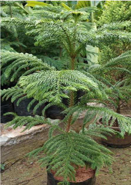 Indoor Plant