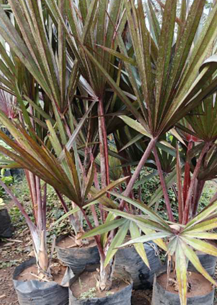 Indoor Plant