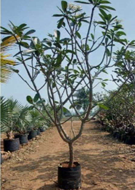 Indoor Plant