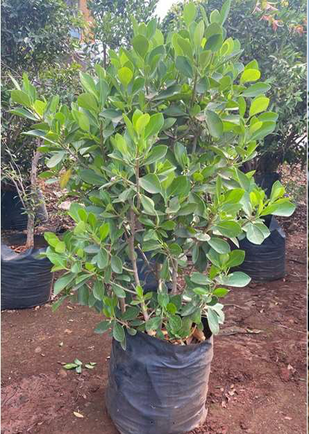 Indoor Plant