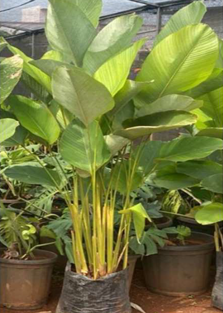 Indoor Plant