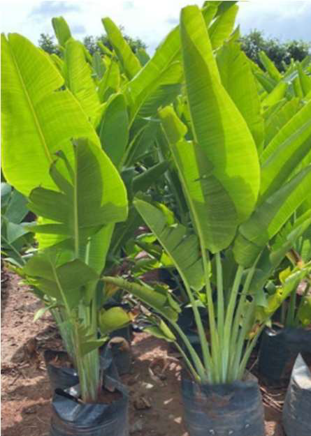 Indoor Plant