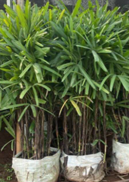 Indoor Plant