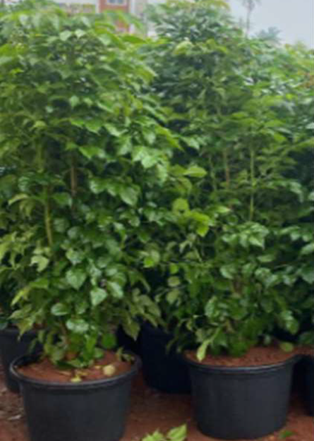 Indoor Plant