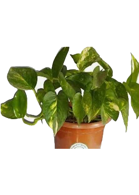 Recycled Pot