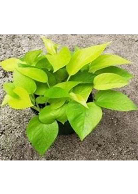 Recycled Pot