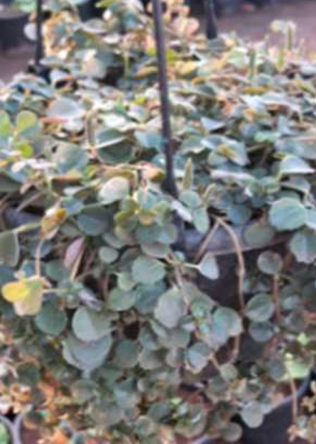 Indoor Plant