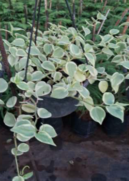 Indoor Plant