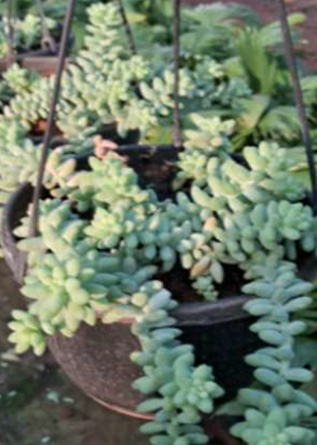 Recycled Pot