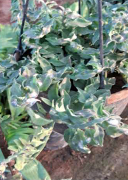 Recycled Pot