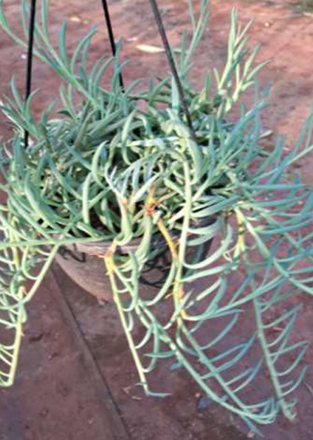 Recycled Pot
