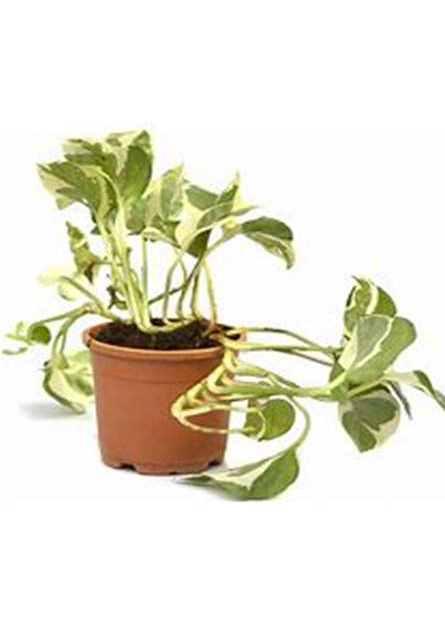 Recycled Pot