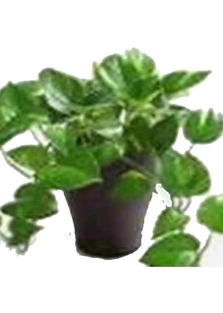 Recycled Pot