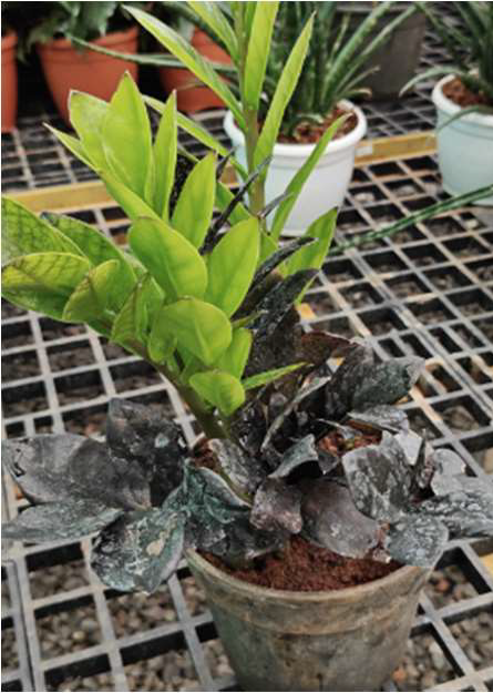 Hanging Planter