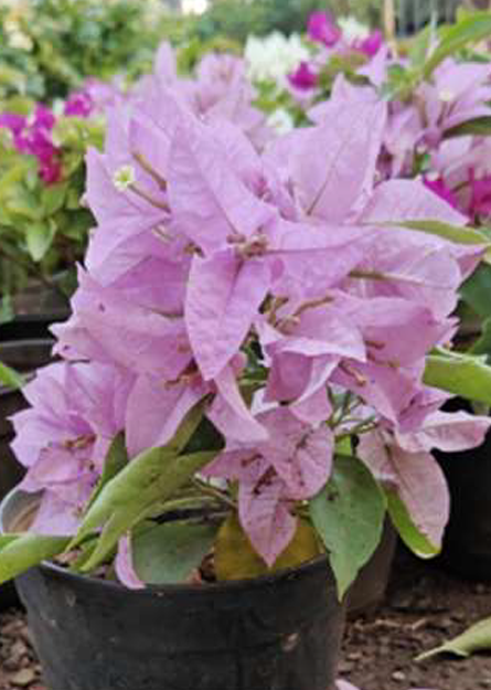 Hanging Planter