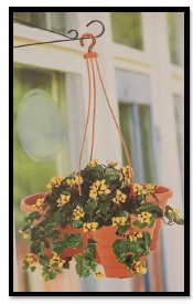 Specializing In Eco-Friendly Décor Solutions,